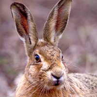 stopthebus (@stopthebus101) 's Twitter Profile