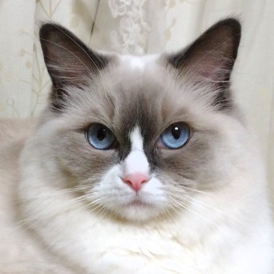 ラグドールのモンシャ♀ クルール♂ キジトラのけいすけの3匹の猫と一緒に暮らしてます☺ 来年はまた家族🐈が増える予定です✨)うちの可愛い猫様と近所の美味しいお店を載せていますので、気になったらぜひフォローお願いします(*'▽')