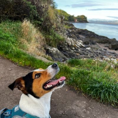 Likes Game Technologies, Data & AI, GPU's, 🍄, Women in Games, Sustainability,❤️ Jack Russell Terriers 🐾 … the list goes on @AbertayUni. Views my own…