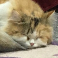 noor (@noor_ia__) Twitter profile photo