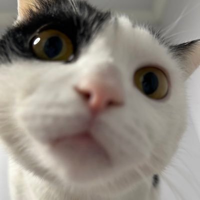 小鹿ovoさんのプロフィール画像