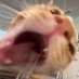 meow ฅ^•ﻌ•^ฅ (@idk_xzx) Twitter profile photo meow ฅ^•ﻌ•^ฅ (@idk_xzx) Twitter profile photo