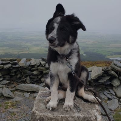 manxpie86 Profile Picture