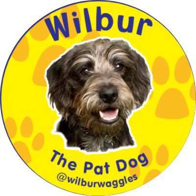 Wilbur is @petsastherapyuk PATdog . Having a pawsome time sharing his wondrous adventures 🐾 Following in the big paws and remembering dear Percy