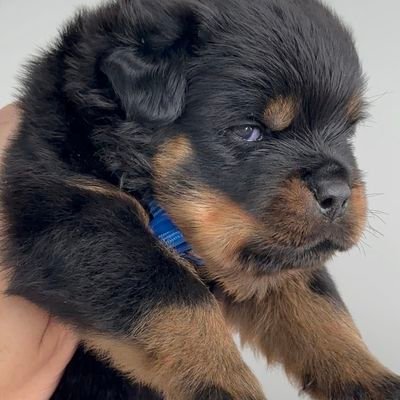 reneadamsss's profile picture. Nadie dijo que la vida sería fácil, es una lucha del día a día para salir adelante, no se está permitido claudicar. Siempre hacía adelante. 
//Universitario (U)