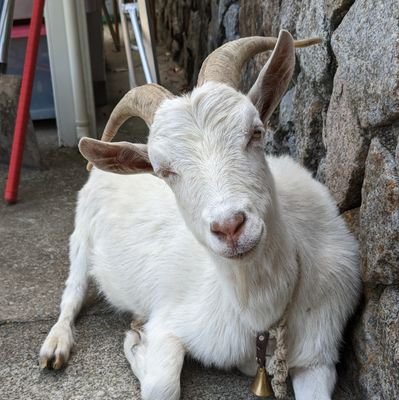 naluola1's profile picture. 基本的にツイートはせず、世の中の動向や最新情報をチェックしています。