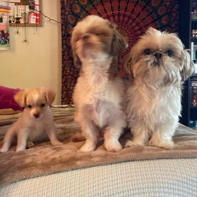 Two Shih-Tzu brothers looking for mischief. #DogsofTwitter, we FB all 4 legged friends.