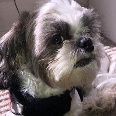puppy_trades Profile Picture