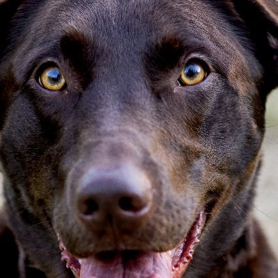 pseshooter4321's profile picture. Husband, father of two