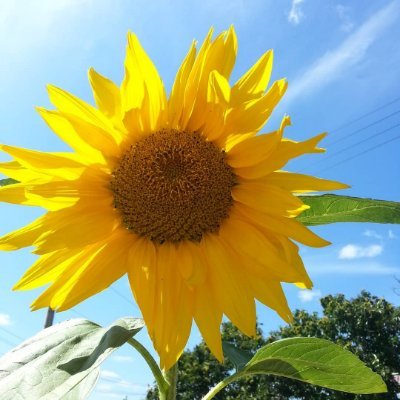 dog657527436177's profile picture. 