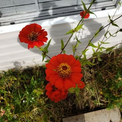 summerrich26's profile picture. Wife. Mom. Dog Owner. Associate Professor of Literature @ SBU. Studies C18 & Gothic. Enjoys painting and gardening in my free time.