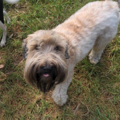 🇦🇺 Wheaten ready for adventure.

I blame the typos on the human helping me.