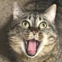 Konspiracy Kitty (@konspiracy_cat) 's Twitter Profile