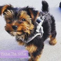 Pockie Yorkie (@pockieyorkie) 's Twitter Profile
