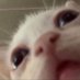 Pennies the Cat (@iampennies) Twitter profile photo Pennies the Cat (@iampennies) Twitter profile photo