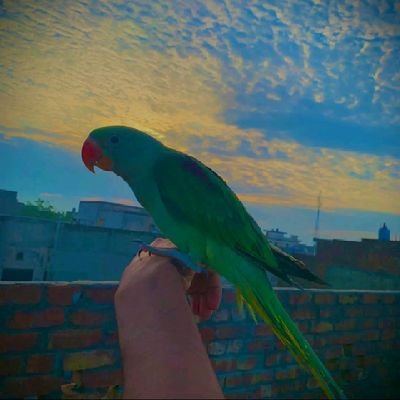 MirzaAdil187526's profile picture. 