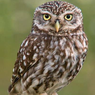 OwlsNCats's profile picture. FREE PALESTINE. Medicaid for All. Human Rights for All.