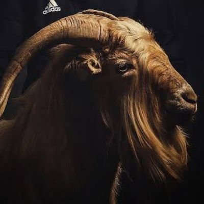 ayobamiakapo's profile picture. God lover,licensed veterinarians,leadership enthusiast,lover of nature,Brand ambassador,jovial actor,sport analyst,punter👍