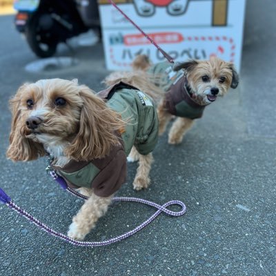 犬が好き。写真を撮ります。🎷作って生きてます。無言フォロー失礼します🙇‍♂️2024年、わんこの居るポートレートが目標です！