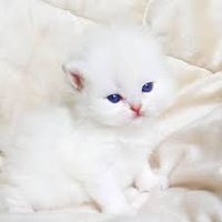 Đờ cờ mờ Elonmusk ⚔️ Orivium (@funniest9999) 's Twitter Profile
