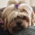 daisymay4263 🌼🌼🌼 (@daisymay4263) Twitter profile photo daisymay4263 🌼🌼🌼 (@daisymay4263) Twitter profile photo