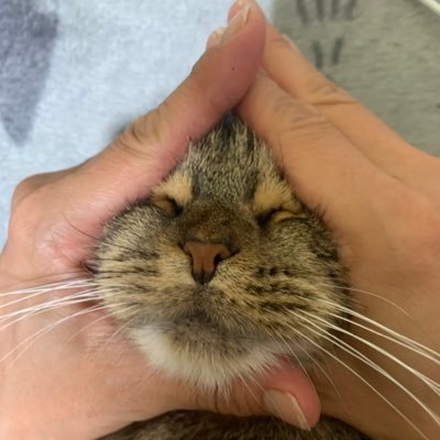 ゆるーく猫さんブログはじめました ドラ 殿 ８歳 無言フォローいいね失礼します 皆さんの猫さんにも癒されたい😊　他にも読書　グルメ　お酒　 オシャレ　育児 #マンチカン #猫 #家猫 #相互フォロー #フォローさせてください #猫好きさんと繋がりたい #猫のいる暮らし #猫好き