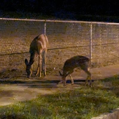 mrmhk7518's profile picture. Single, 46 no kids never married Humble♈🤴🏾