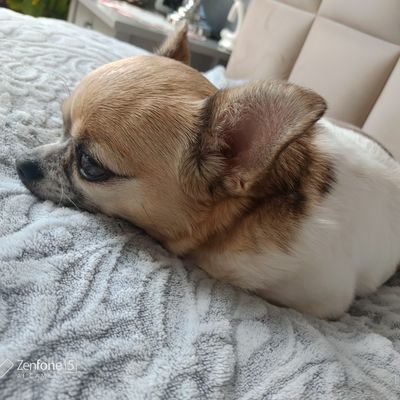 arekszczecin's profile picture. Uwielbiam wiedzieć, nie cierpię betonu i kłamców🇵🇱🇪🇺♥️