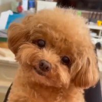 いに (@mojitoooon) 's Twitter Profile