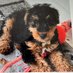 Sir Stanley and Poppy. (@sarahjo38338020) Twitter profile photo Sir Stanley and Poppy. (@sarahjo38338020) Twitter profile photo