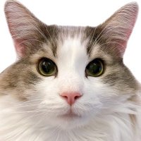ノエルくん (@nonoel_nolife) 's Twitter Profile