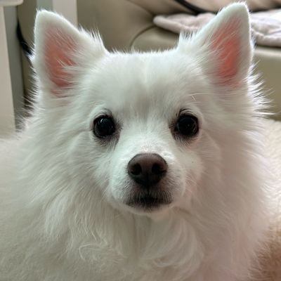 silver_bread1's profile picture. 병섭이는 모찌임 왜냐면 병섭이를 보면 내 마음이 기모찌해서