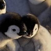 Eastwacker (the real one) 🐧 (@eastwackeriris) 's Twitter Profile