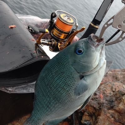 bcqn5bkRRsus5ba's profile picture. #DAIWA #がまかつ #シーガー #TSURIKEN #ヒロキュー をこよなく愛する大分のフカセ師です。
まだまだワキの甘い若輩者ですが、よろしくお願いします
所属 釣研FG大分県支部 チームシーガー九州