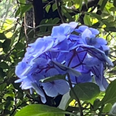 来夏の紫陽花もたのしみ。 アイコンは地元に咲いてたやつ。 ヘッダーは相棒。RAB箱推し前提の🌻さん推し。