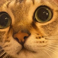 隊長 (@cpt_radio) 's Twitter Profile