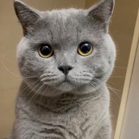 MeowMania(@NwWhts) 's Twitter Profile Photo