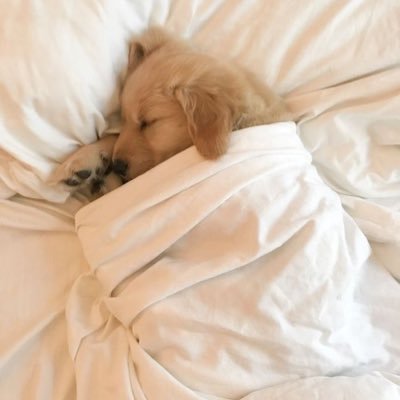 pimo_p6943415's profile picture. 