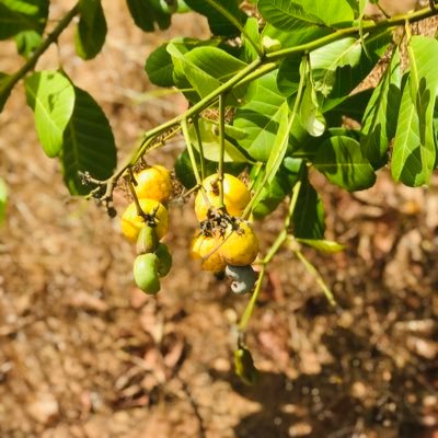 padc_blues's profile picture. pharms💊 @chelseaFC _ fan @simbatanzania 🦁