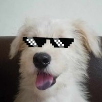 🐉 $MON GUAC $PIXIZ $BUBBLE (@guacamoleeenft) 's Twitter Profile
