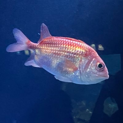 kei2155z's profile picture. 色々好きです。ホント色々。