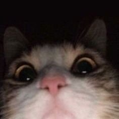 eyydiiiii's profile picture. forever grateful ❣️