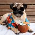 Awynn & Benny The Puggle (@awynndream) Twitter profile photo Awynn & Benny The Puggle (@awynndream) Twitter profile photo