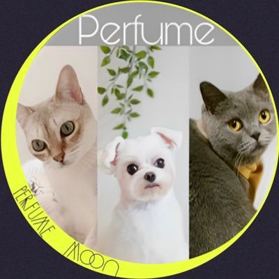 prfm_particle's profile picture. Perfume PLASMA宮城①②で初参戦。昔から好きなPerfumeがもっと好きになり専用垢＆P.T.A.加入を決意。 今まで推し活とやらとも無縁の人生を送ってきた。 Twitterも不慣れなのに、粒の皆さんとつながりたいと思い立ってしまった。 ここが沼の入口というやつか… 無言フォロー･FF外リプ失礼します。