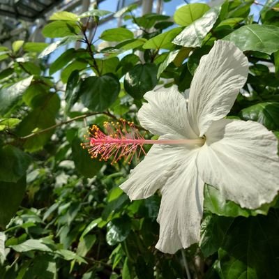 Greenhouse Flower Hunter