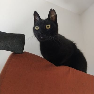 bligubligu's profile picture. 