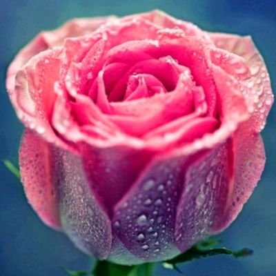 YarzaliK59516's profile picture.