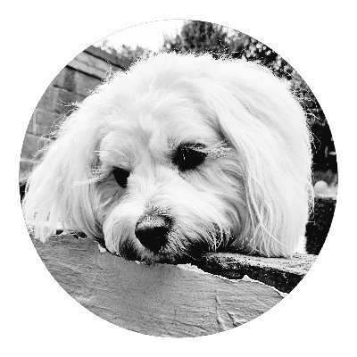 foster_lis964's profile picture. 