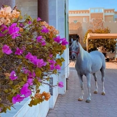 dgfrss's profile picture. سأظل اتعلم من الحياة، حتى اصل الى مستوى يليق بي، وسأظل اخطئ حتى أتقن ما اريد ان اتعلمه💕
#عاشق للكتابة🖋📖 ومحب للتاريخ والشعر📝💕