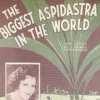 aspidistrastillflying (@asspidistrafly) 's Twitter Profile